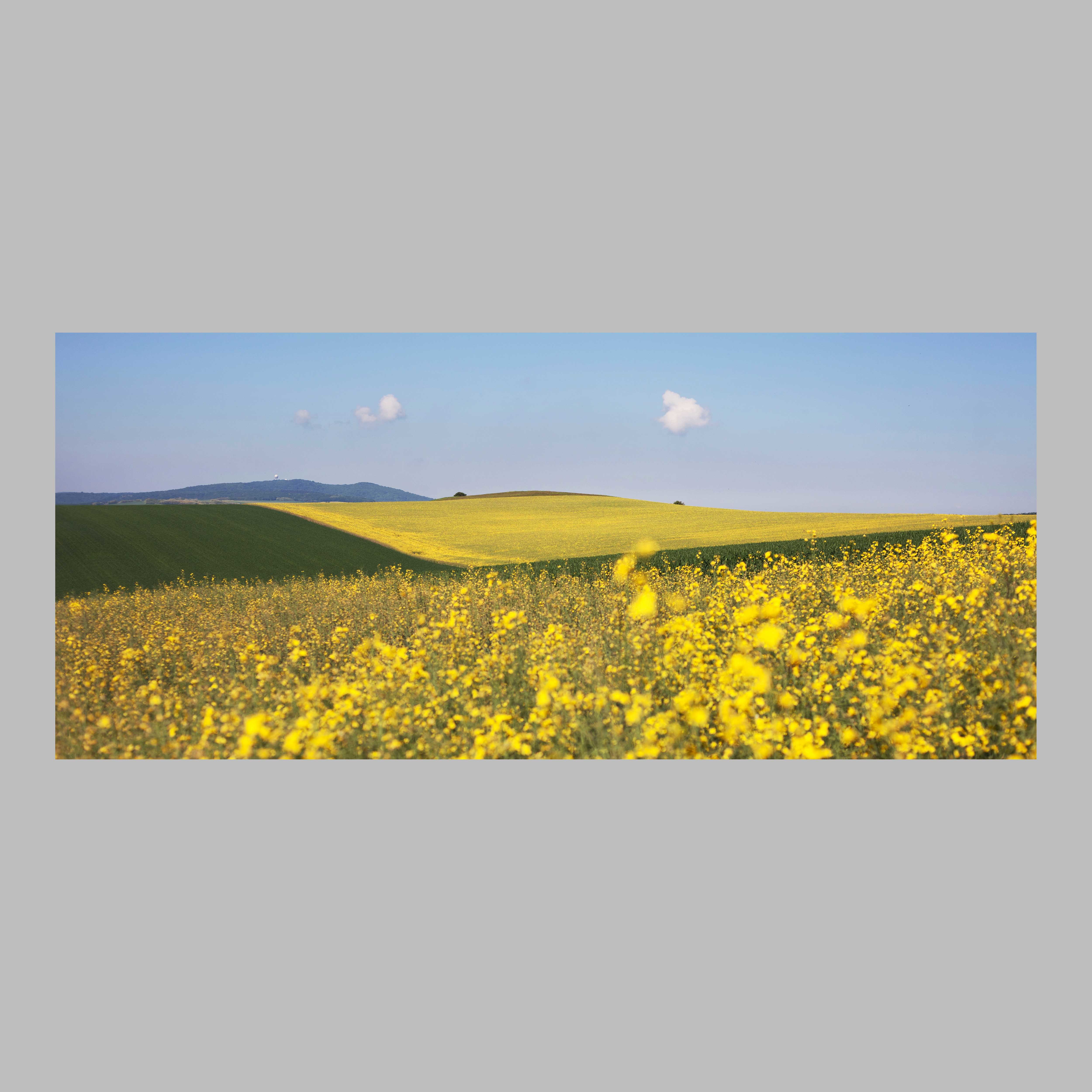 Frühling im Weinviertel